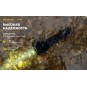 Фонарь Armytek Predator, белый свет